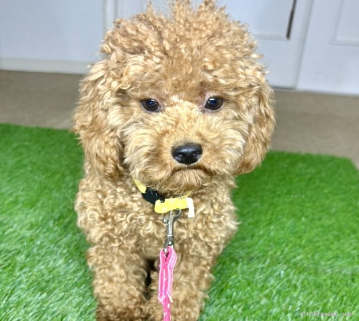 タイニープードル【・女の子・2023年11月13日・レッド】