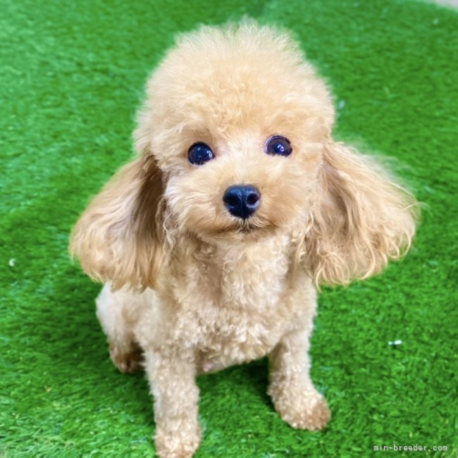 ティーカッププードル【・女の子・2022年2月6日・アプリコット】