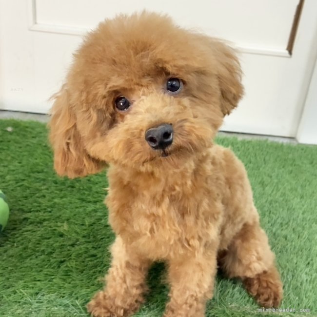 タイニープードル【・女の子・2025年1月16日・レッド】