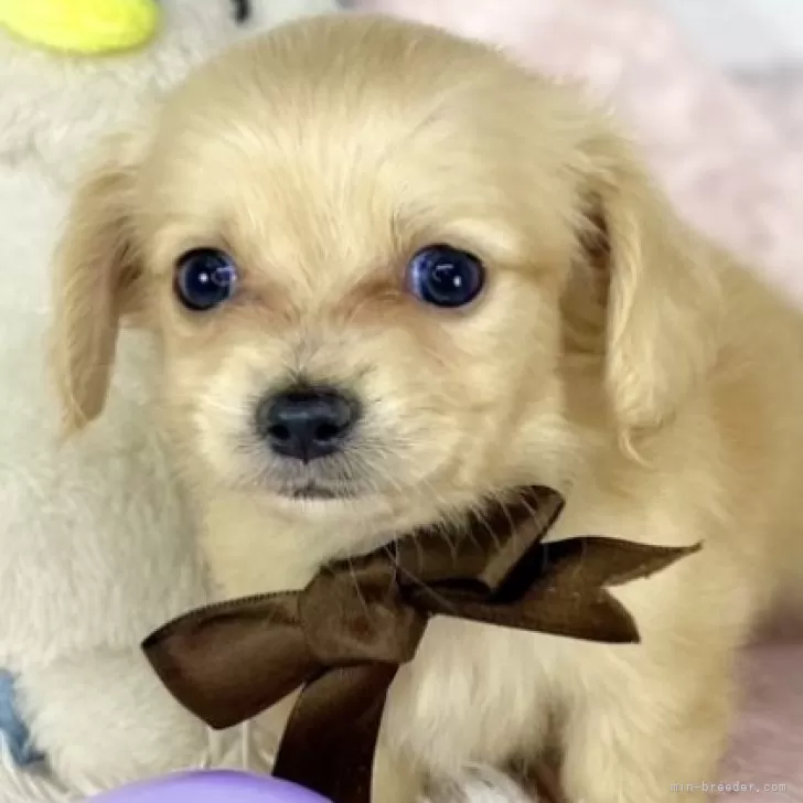 ID：2409-04124の子犬