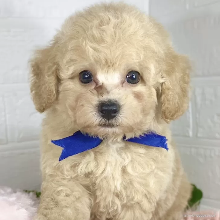 ID：2407-07815の子犬