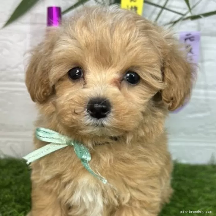 ID：2407-05995の子犬