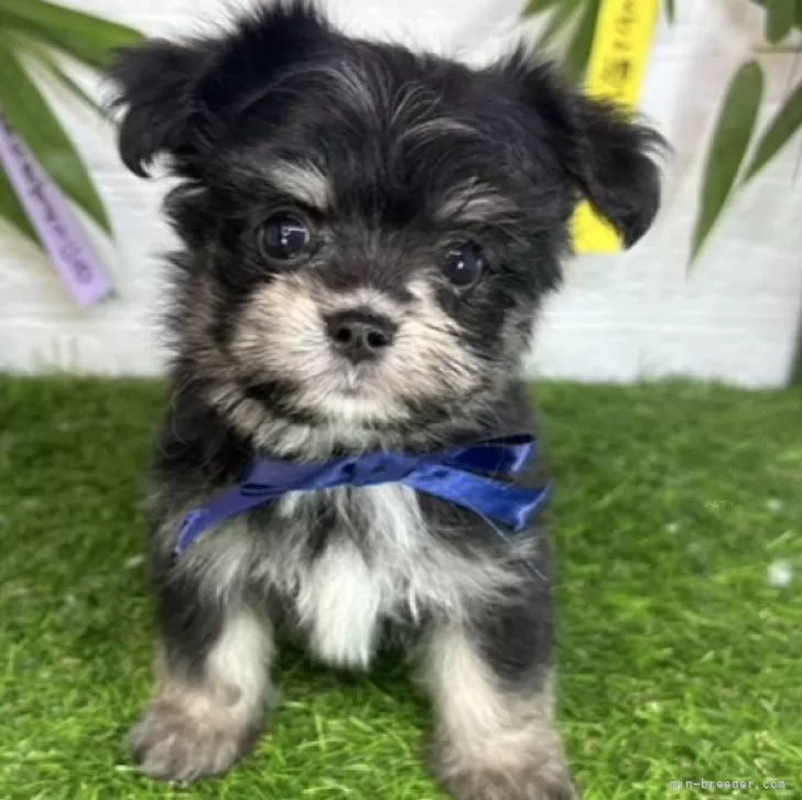 ID：2407-01909の子犬