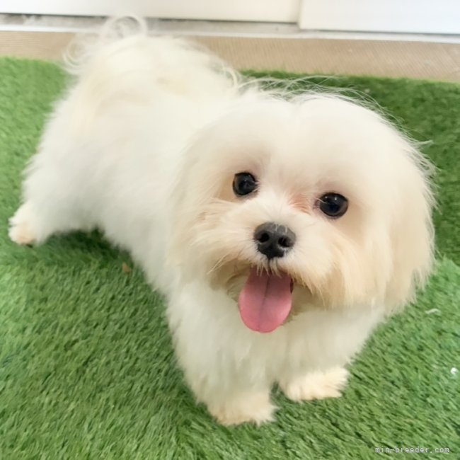 マルチーズ【・女の子・2025年1月30日・ホワイト】