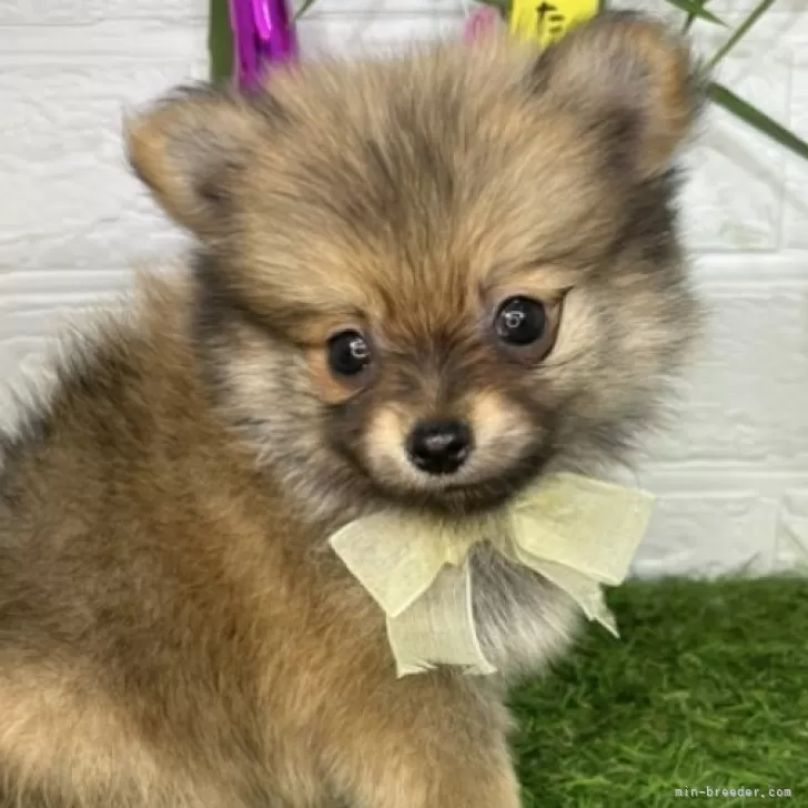 ID：2407-06001の子犬