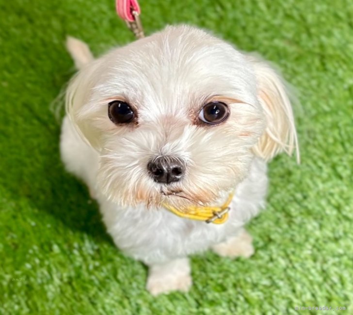 マルチーズ【・女の子・2022年9月28日・ホワイト】