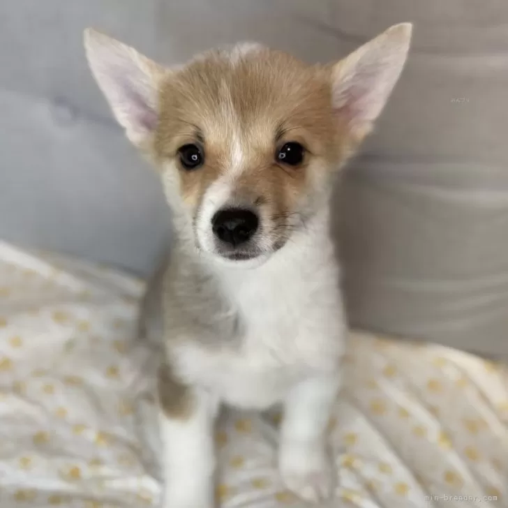 ID:2501-03755の子犬