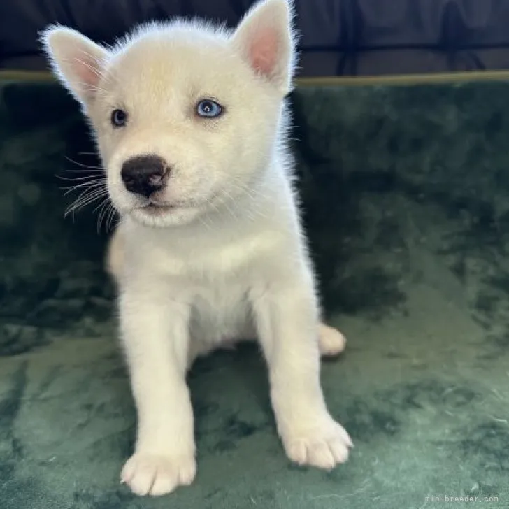 ID:2305-02640の子犬
