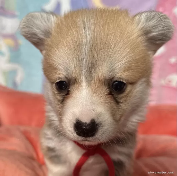 ID：2401-06628の子犬