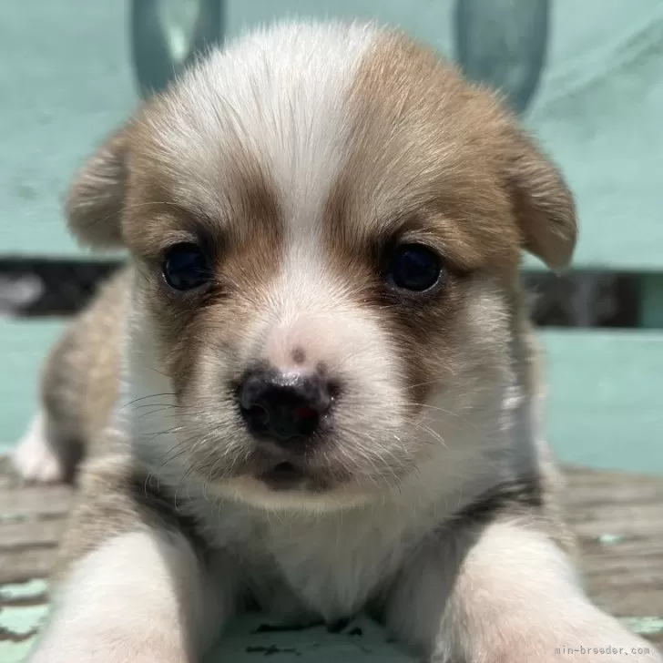 ホク 様のお迎えした子犬