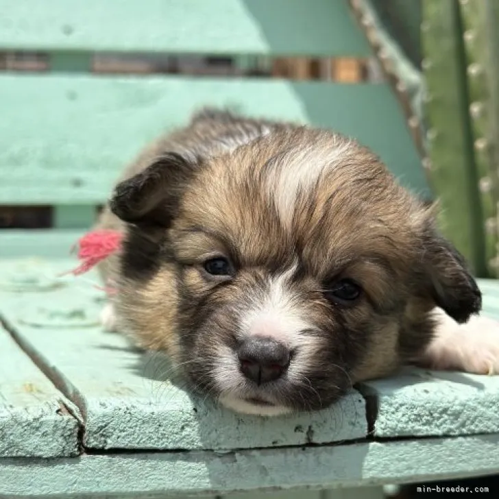 ID：2306-03798の子犬