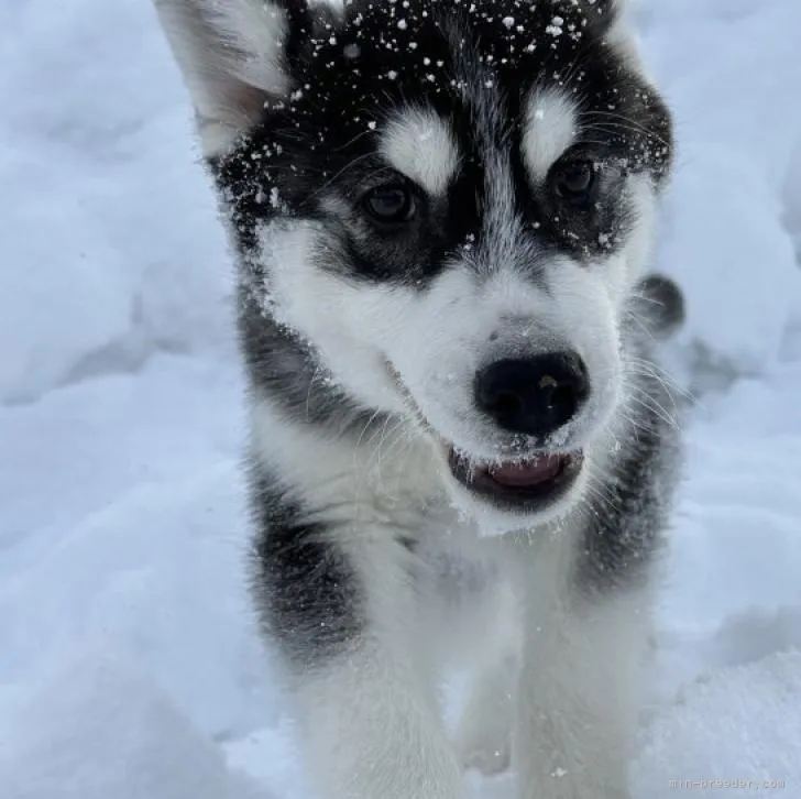 ID:2210-01676の子犬