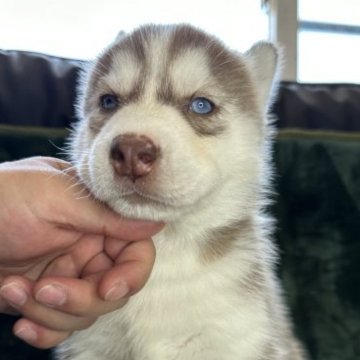 シベリアンハスキー【北海道・男の子・2023年4月9日・チョコ&ホワイト】の写真「可愛らしいお顔のブルーアイの男の子です。」