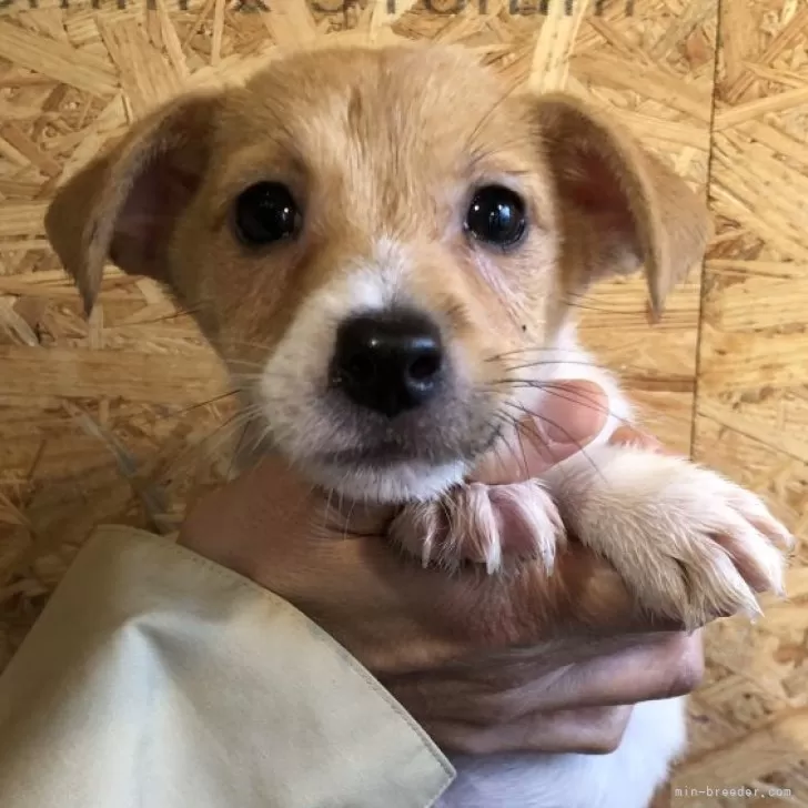 ID:2410-03776の子犬