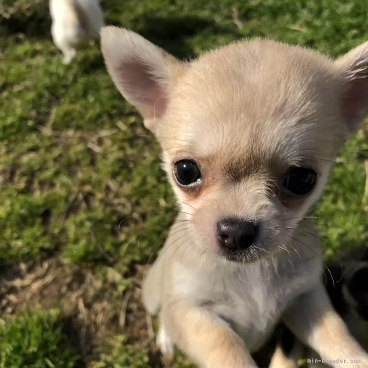 ID:2402-03853の子犬