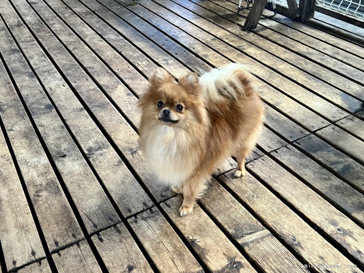 三宅綾ブリーダーのブログ：母犬　35