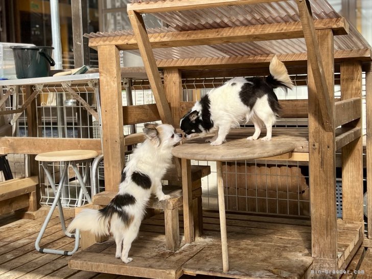 三宅綾ブリーダーのブログ：母犬たち　30