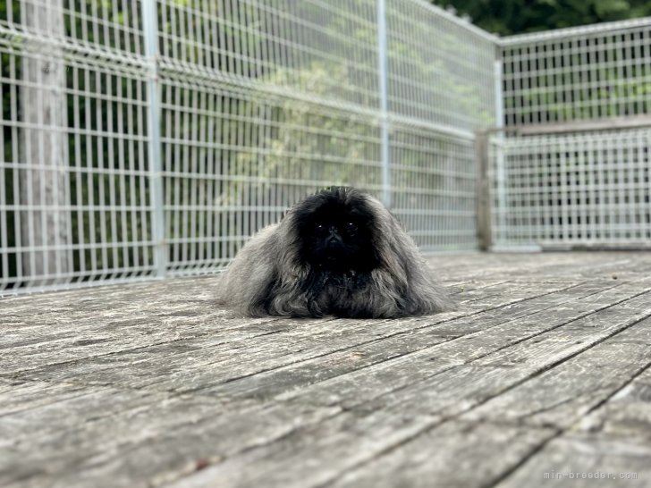 三宅綾ブリーダーのブログ：お客様の愛犬　22