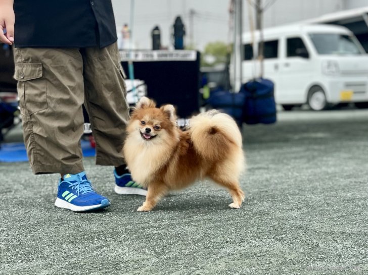 三宅綾ブリーダーのブログ：ドッグショー