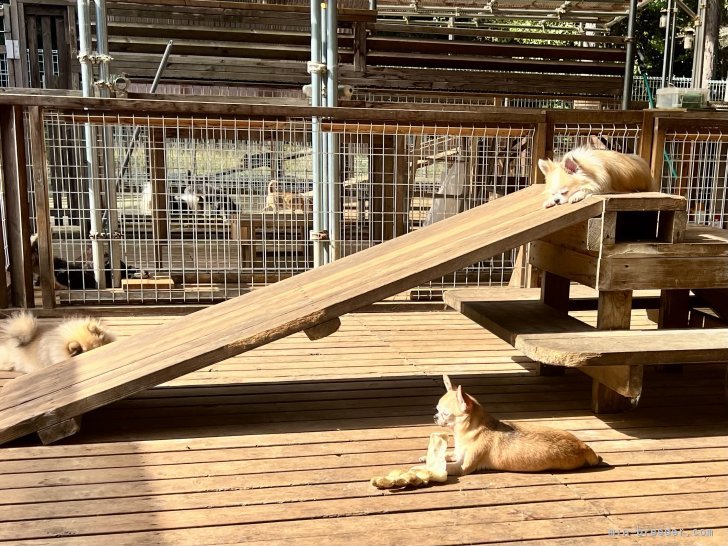 三宅綾ブリーダーのブログ：お昼寝　28