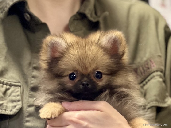 三宅綾ブリーダーのブログ：子犬お迎え　180