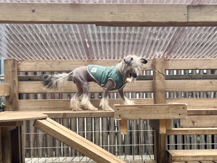 三宅綾ブリーダーのブログ：母犬　40