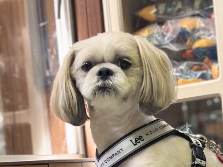 三宅綾ブリーダーのブログ：お客様の愛犬　32