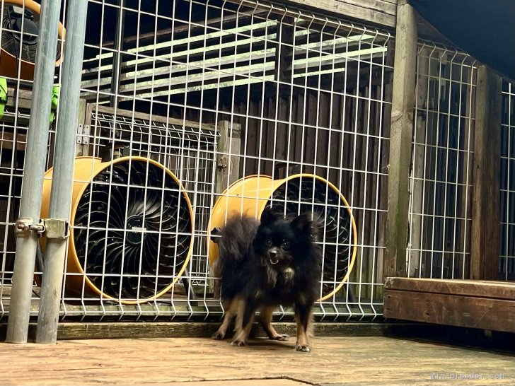 三宅綾ブリーダーのブログ：母犬　37