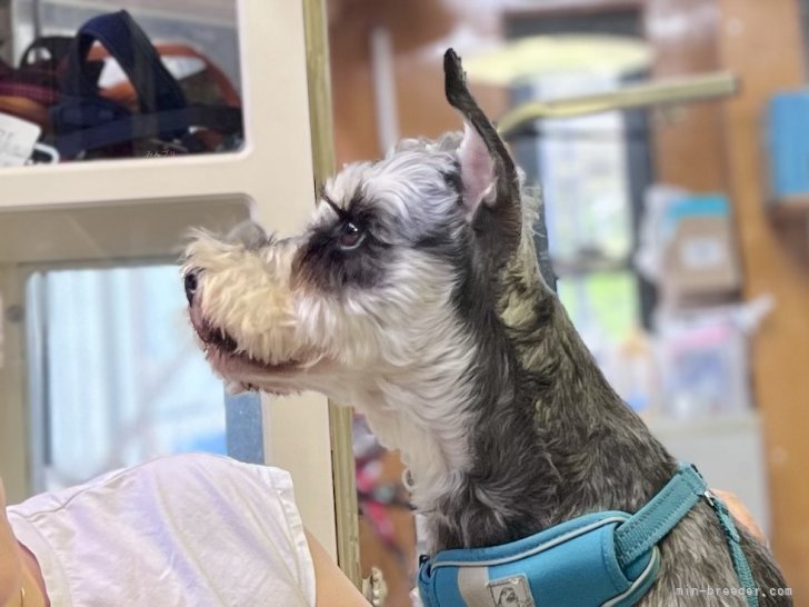 三宅綾ブリーダーのブログ：お客様の愛犬　23
