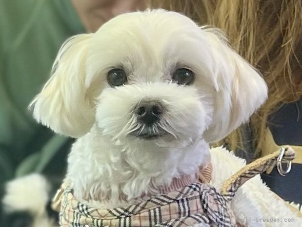 三宅綾ブリーダーのブログ：お客様の愛犬　38