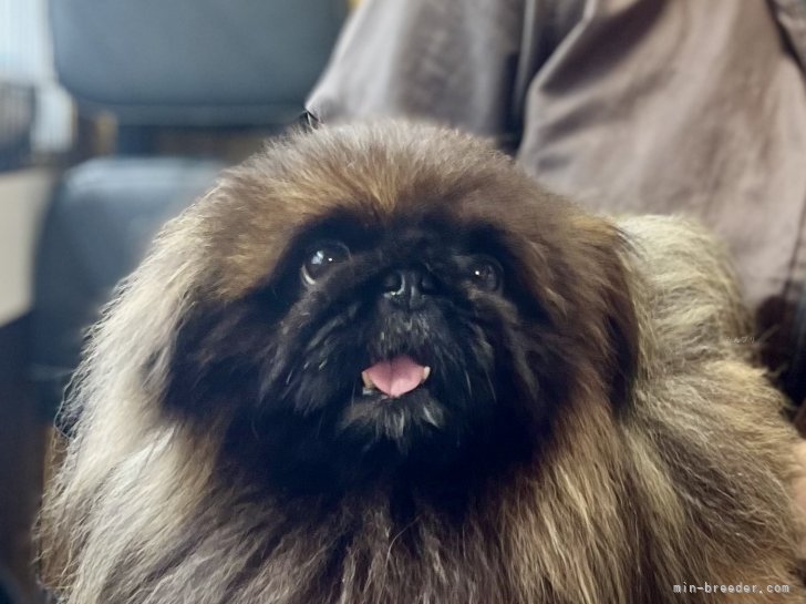 三宅綾ブリーダーのブログ：お客様の愛犬　28