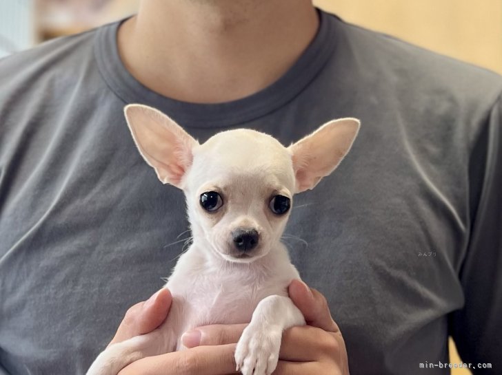 三宅綾ブリーダーのブログ：子犬お迎え　172