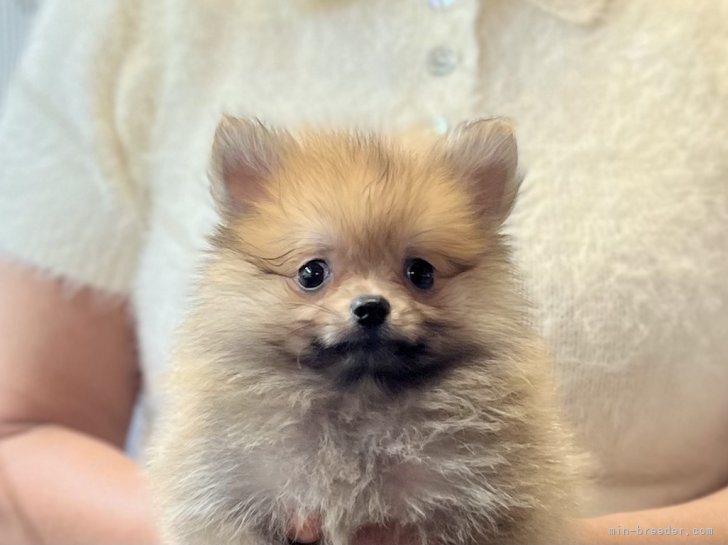 三宅綾ブリーダーのブログ：子犬お迎え　183
