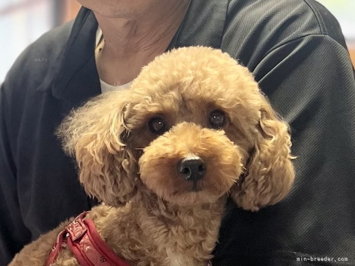 三宅綾ブリーダーのブログ：お客様の愛犬　31