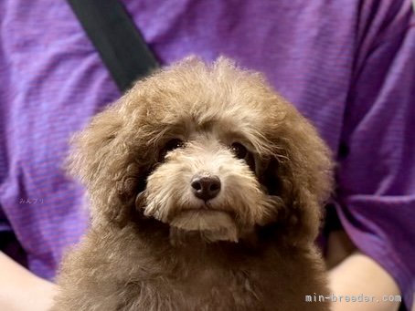 三宅綾ブリーダーのブログ：子犬お迎え　186