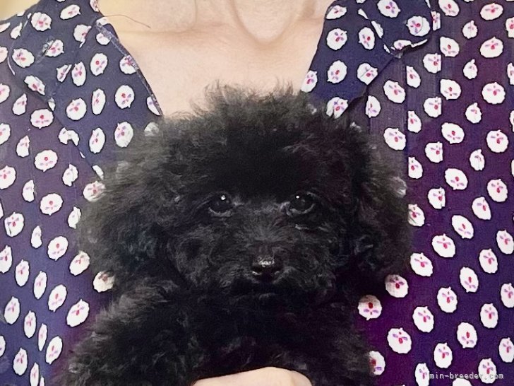 三宅綾ブリーダーのブログ：子犬お迎え　177
