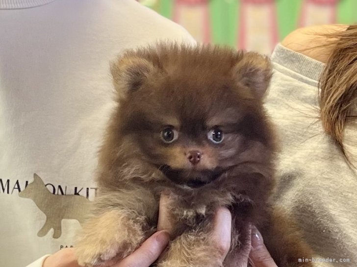 三宅綾ブリーダーのブログ：子犬お迎え　199