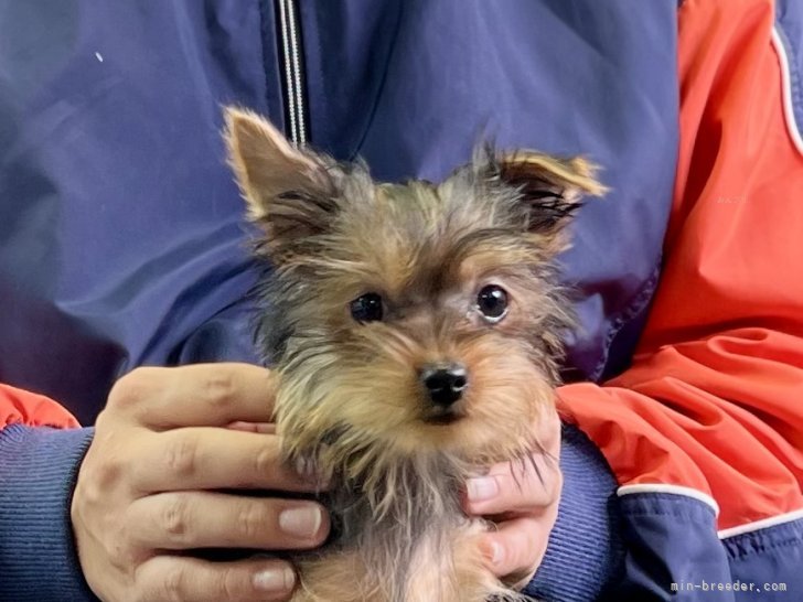 三宅綾ブリーダーのブログ：子犬お迎え　192