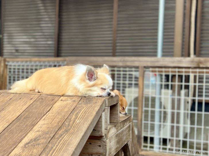 三宅綾ブリーダーのブログ：お昼寝　29