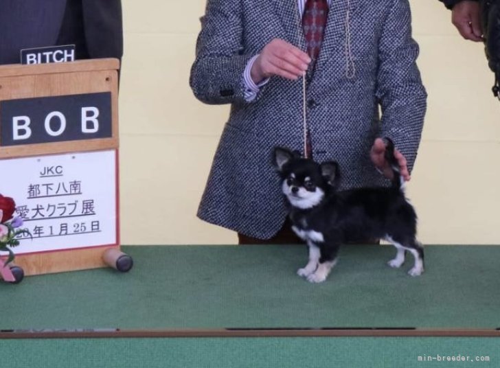 ドッグショーデビュー戦
ロングチワワ
CNフィーフィ