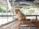 ポメラニアン【神奈川県・女の子・2025年1月21日・オレンジ】の写真3