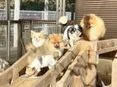 ポメラニアン【神奈川県・女の子・2024年10月2日・オレンジ】の写真13
