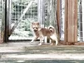 ポメラニアン【神奈川県・男の子・2025年6月8日・オレンジ】の写真7