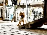 ポメラニアン【神奈川県・男の子・2025年4月17日・オレンジ】の写真6