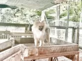 ポメラニアン【神奈川県・男の子・2025年4月17日・オレンジ】の写真3