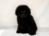 トイプードル(トイ)【神奈川県・男の子・2025年6月10日・ブラック】の写真9