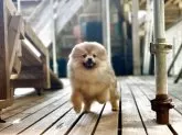 ポメラニアン【神奈川県・女の子・2025年1月21日・オレンジ】の写真8