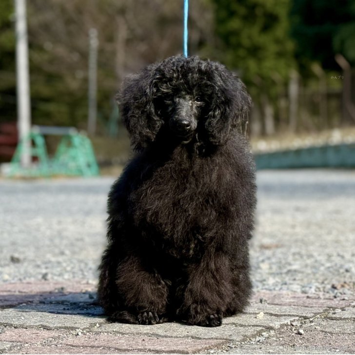 ブリーダー画像