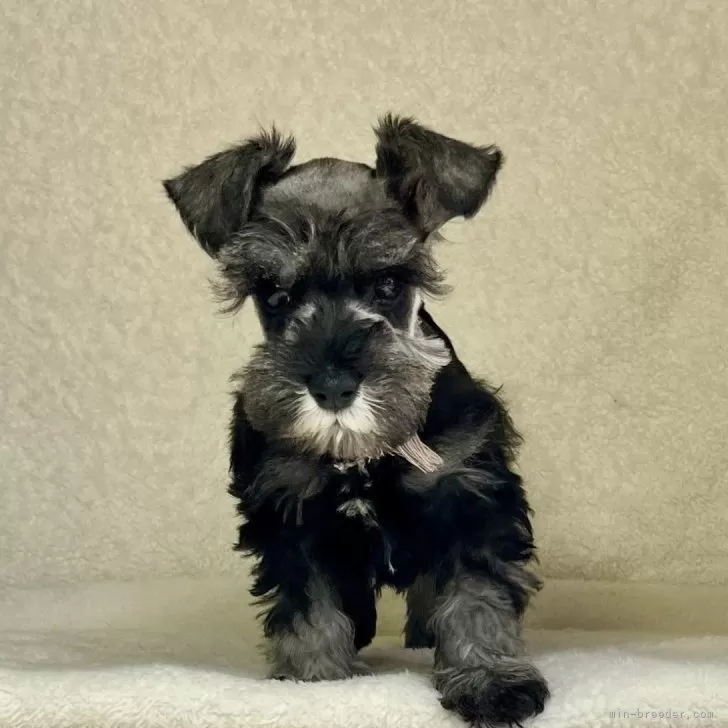 ID：2502-07007の子犬