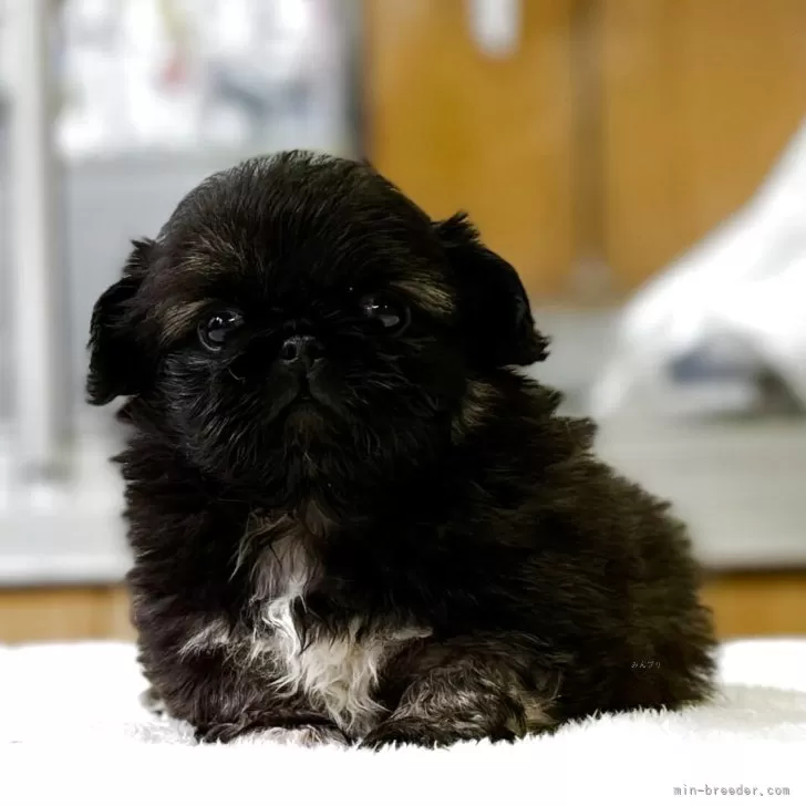 ペキニーズ【神奈川県・男の子・2025年10月1日・フォーン&amp;ホワイト】の写真1